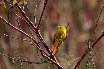 Cute Yellow warbler bird sits perched in a bush looking around