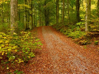 Autumn colors starting in the forest. Road with colorful leafs framed by trees stil green
