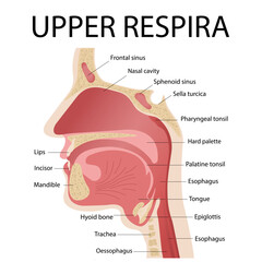 Anatomy of the upper respiratory tract. Cross-section diagram of the pharynx with descriptions.