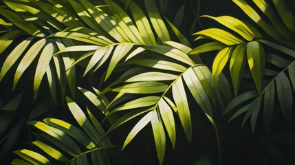 Close up of a leafy green plant with a bright sun shining on it. The leaves are large and full