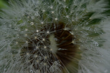 Nahaufnahme einer Pusteblume mit winzigen Wassertröpfchen - obrazy, fototapety, plakaty