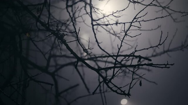 Silhouetted bare branches create an intriguing pattern against the background of glowing night light and fog