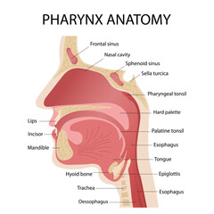 Anatomy of the upper respiratory tract. Cross-section diagram of the pharynx with descriptions.