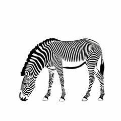 Obraz premium Zebra vector illustrationVector image