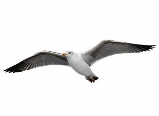 Seagull in Flight. Vector image