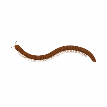 brown millipede crawling on white background clip art preview
