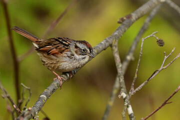Swamp Sparrow bird climbs along the underbrush along the edge of a wetland marsh