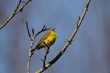 Nashville Warbler bird singing from the tree tops