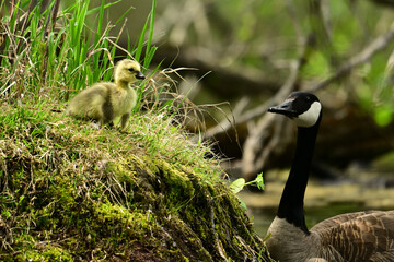 Mother Canada Goose trying to  encourage her baby goslings to jump off the shore into the water