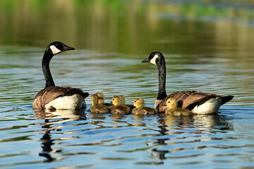 Family of Canada Geese and goslings swimming along a fresh water river