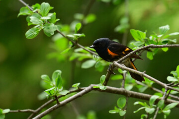 Fototapeta premium Male American Redstart warbler bird singing along the edge of a meadow
