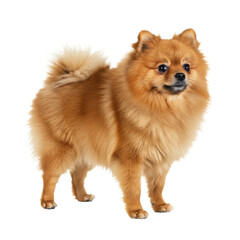 Obraz premium Pomeranian Dog Standing on White Background