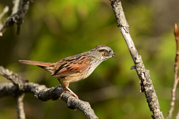 Swamp Sparrow bird climbs along the underbrush along the edge of a wetland marsh