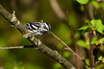 Black and White Warbler bird perched on a branch 