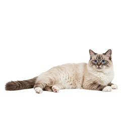 Ragdoll Cat Lying Down with Blue Eyes