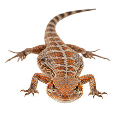 Naklejka premium Armadillo Lizard Close-Up on White