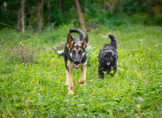 Portrait of a Young German Shepherd Puppy in the Park