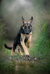 Portrait of a Young German Shepherd Puppy in the Park