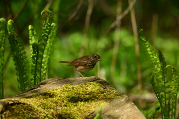 Hermit Thrush bird perched on a moss covered log in the forest