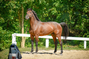 bay gelding in an arena