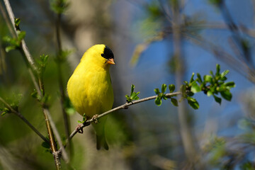 Male American Goldfinch bird perched on a branch
