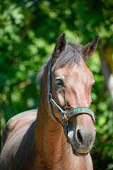 Fototapeta premium bay gelding in an arena