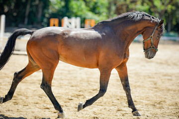 bay gelding in an arena