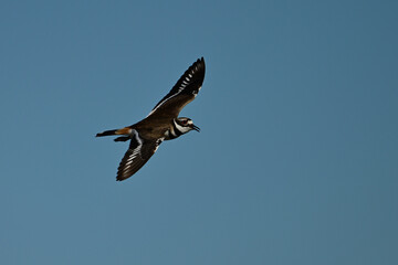 Killdeer brid in flight with wings spread calling in flight