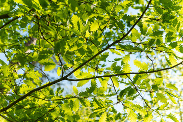 Green leaves on a branch against the blue sky.