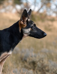 portrait of a german shepherd