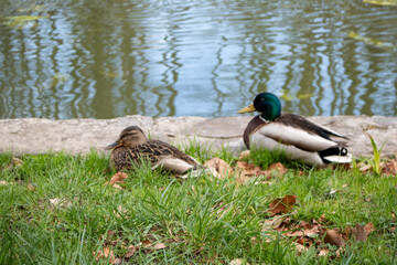 Mallard Duck Pair – Male and Female Ducks Resting Together	