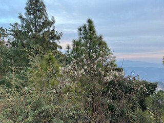 Trees with cloud showing beautiful weather in hilly area