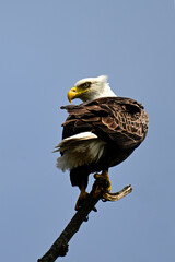 An American Bald Eagles perched in a dead tree along the edge of a river 