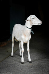 Lamb on a Black Background