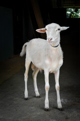 Lamb on a Black Background