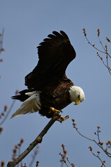An American Bald Eagles perched in a dead tree along the edge of a river 