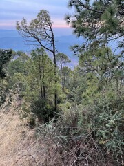 Trees with cloud showing beautiful weather in hilly area