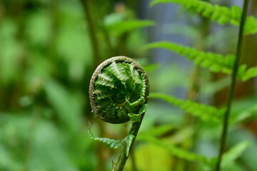 Eingerollter gr&uuml;ner  Farn im Fr&uuml;hling