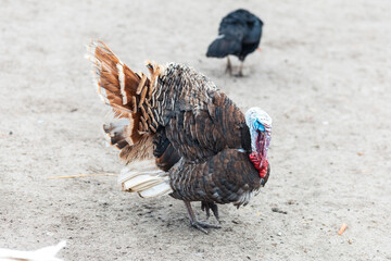 A turkey walking around the yard in the pen