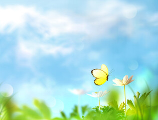 Beautiful wild flowers and butterfly in meadow summer nature.