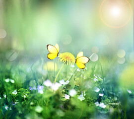 Beautiful wild flowers and butterfly in meadow summer nature.