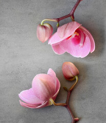 Pink orchids flowers on a grey stone background