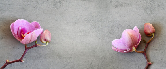Pink orchids flowers on a grey stone background