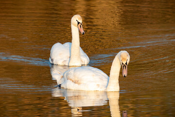 Dwa łabędzie pływające razem o zachodzie słońca © Zgonetka
