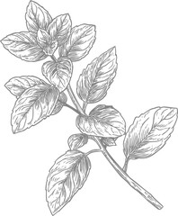 Detailed black and white sketch of a mint plant branch, botanical illustration. Vector illustration