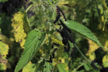 Black Peacock-eye butterfly caterpillars (Aglais io, formerly Inachis io) close-up sitting on...