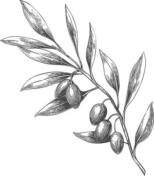 Detailed illustration of an olive branch with leaves and olives, botanical art. Vector illustration