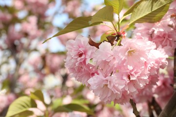Beautiful blossoming sakura tree with pink flowers, closeup