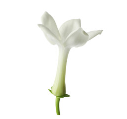Beautiful aromatic jasmine flower isolated on white