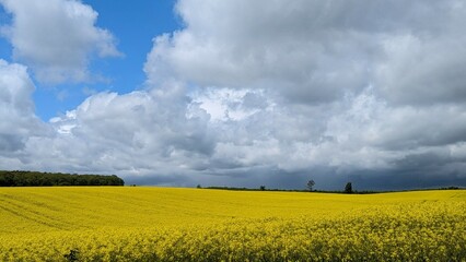 rape seed field